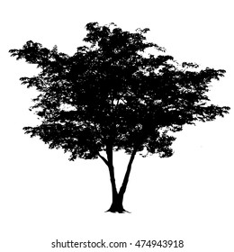 1,615 Mango tree silhouette Images, Stock Photos & Vectors | Shutterstock