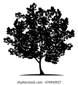 Tree Branch Silhouette  over white background,