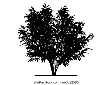 Tree Branch Silhouette  over white background