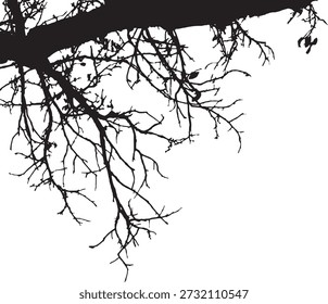 Silhueta de ramo de árvore com galhos finos pendurados para baixo no fundo branco. Forma botânica preta mínima com forte contraste natural. Ideal para conceitos de natureza, desenhos sazonais e fundos gráficos decorativos. 