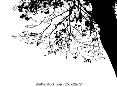 Tree branch silhouette : Vector