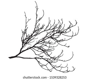 Tree branch silhouette vector. The branch of the chestnut.