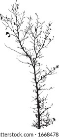 Tree branch, silhouette, vector illustration isolated on white