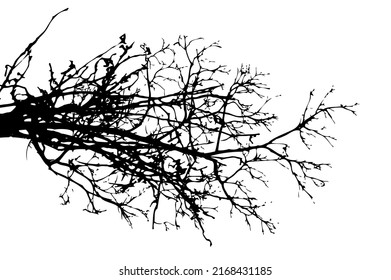 Tree branch silhouette. Vector illustration.