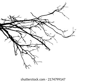 Silhouette de ramas de árbol. Ilustración vectorial.