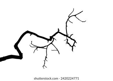 Tree branch silhouette vector. Realistic tree branches silhouette on white background.