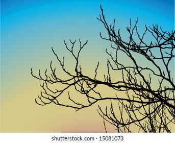 tree branch at sunset or sundown