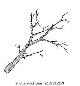 Tree branch with thin twigs silhouette black and white sketch. Vector illustration. Spring and winter tree, isolated on white background. For decoration for birthday, wedding, postcards and invitation