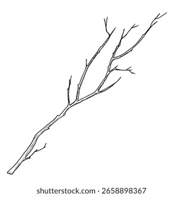 Rama de árbol con silueta de ramitas delgadas croquis en blanco y negro. Ilustración vectorial. Árbol de la primavera y del invierno, aislado en el fondo blanco. Para la decoración para el cumpleaños, boda, postales e invitación