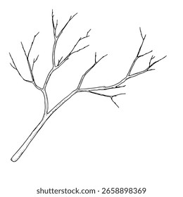 galho de árvore com galhos finos silhueta preto e branco esboço. Ilustração vetorial. Árvore de primavera e de inverno, isolada sobre fundo branco. Para decoração de aniversário, casamento, cartões postais e convite