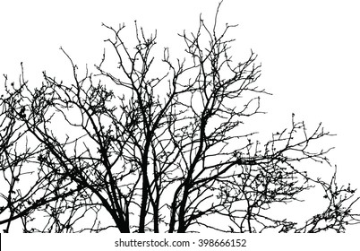 tree branch. Vector