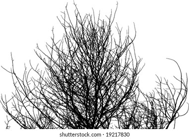 tree branch vector silhouette