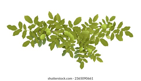 Tree branch Walnut with ripe fruits. Garden plant with edible harvest. Branch with foliage and leaves. Isolated on white background. Vector