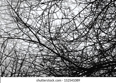 tree branches 