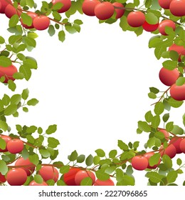 Tree branches apples with ripe fruits frame in form of circle. Isolated on white background. Garden plant with edible harvest. Branch with foliage and leaves. Vector