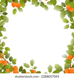 Tree branches apricot with ripe fruit frame around edge of picture. Garden plant with edible harvest. Isolated on white background. Branch with foliage and leaves. Vector