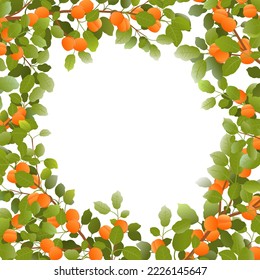 Tree branches apricot with ripe fruits frame in form of circle. Isolated on white background. Garden plant with edible harvest. Branch with foliage and leaves. Vector.