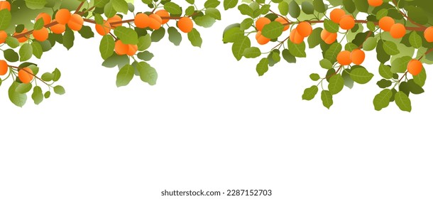 Tree branches apricot with ripe fruits on top of picture frame. Garden plant with edible harvest. Branch with foliage and leaves. Isolated on white background. Vector