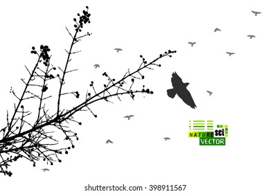 tree branches with birds tracing. Vector