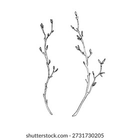 Ramas de árbol con brotes. Ilustración vectorial de tinta dibujada a mano. Bosquejo de ramas de primavera.