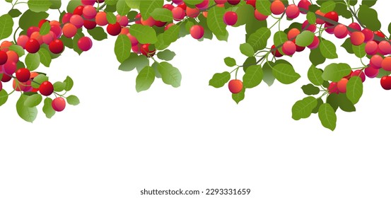 Tree branches cherry plum with ripe fruits on top of picture frame. Garden plant with edible harvest. Branch with foliage and leaves. Isolated on white background. Vector