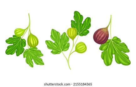 Tree branches with fig fruits and leaves set. Fresh juicy fig berries vector illustration