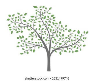 A tree with branches green leaves and a light shadow on a white background