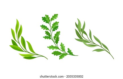 Tree branches with green leaves set. Willow, Eucalyptus, Oak Twigs cartoon vector illustration