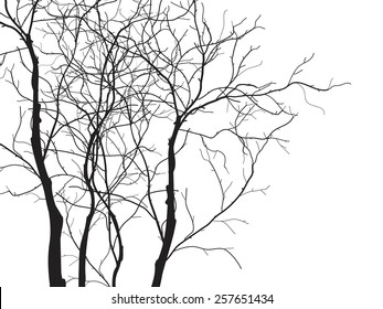 tree branches isolated on the white background