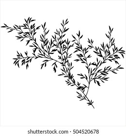 tree branches with leaves, bamboo shoots,isolated hand drawn vector element