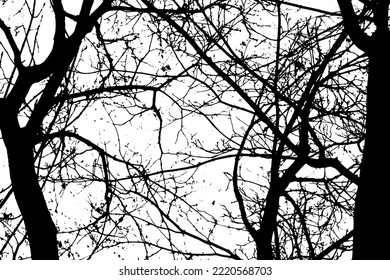 Ramas de árbol en fondo blanco