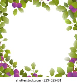 Tree branches plum with ripe fruit frame around edge of picture. Garden plant with edible harvest. Isolated on white background. Branch with foliage and leaves. Vector.