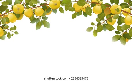 Tree branches quince with ripe fruits on top of picture frame. Garden plant with edible harvest. Branch with foliage and leaves. Isolated on white background. Vector.