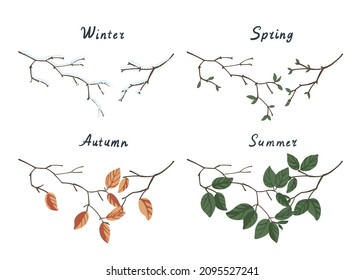 Tree branches of the seasons winter, spring, summer, autumn.