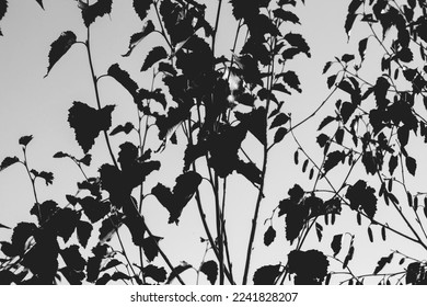 Tree and branches silhouette. detailed vector illustration