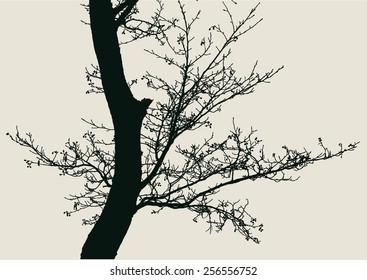 tree and branches silhouette. detailed vector illustration