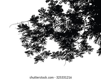 Tree and branches silhouette : detailed vector illustration