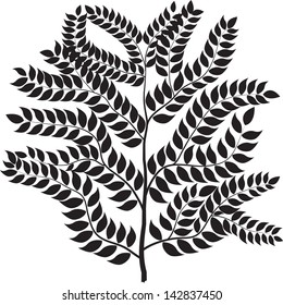tree branches silhouette isolated over white background with