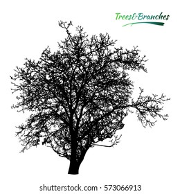 Tree and branches silhouette. Trees Walnut. Detailed vector illustration.