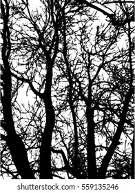 Tree branches silhouette. Vector and illustration.