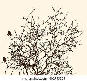 tree branches in the spring