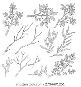 Ramos de árvores e galhos de primavera com folhas, coleção de esboços em preto e branco. Ilustração vetorial. Conjunto isolado no fundo branco. Conceito de verão, floresta, páscoa e ecologia. Não IA
