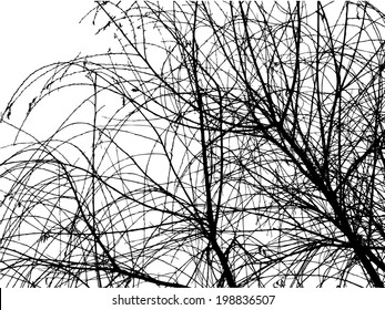 tree branches . Vector