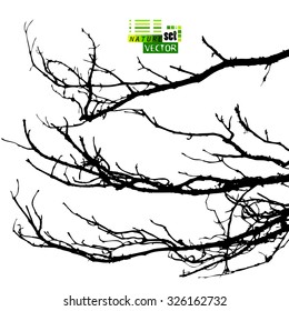 Tree branches. Vector