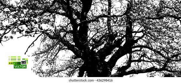 tree branches. Vector