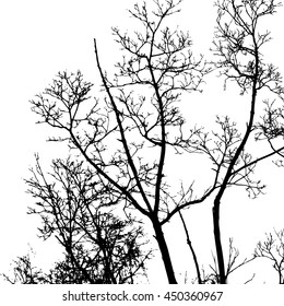 tree branches. Vector