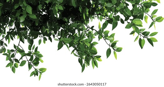 Tree branches vector greenery leaves transparent, tropical foliage, organic nature, green leaves, nature background, botanical branches, fresh tree leaves, nature illustration