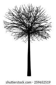 Tree - bush - bare branches - black silhouette - on white background - isolated vector