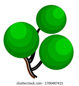 Tree with a bush-like appearance
