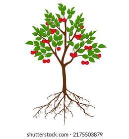 Tree cherry with fruits and roots on white background.
